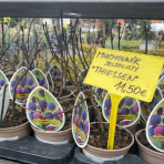 Muchovník ‘Thiessen’ (Amelanchier alnifolia) výška 20-30 